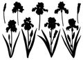 Set flowers Irises silhouettes botanical vector illustration Royalty Free Stock Photo